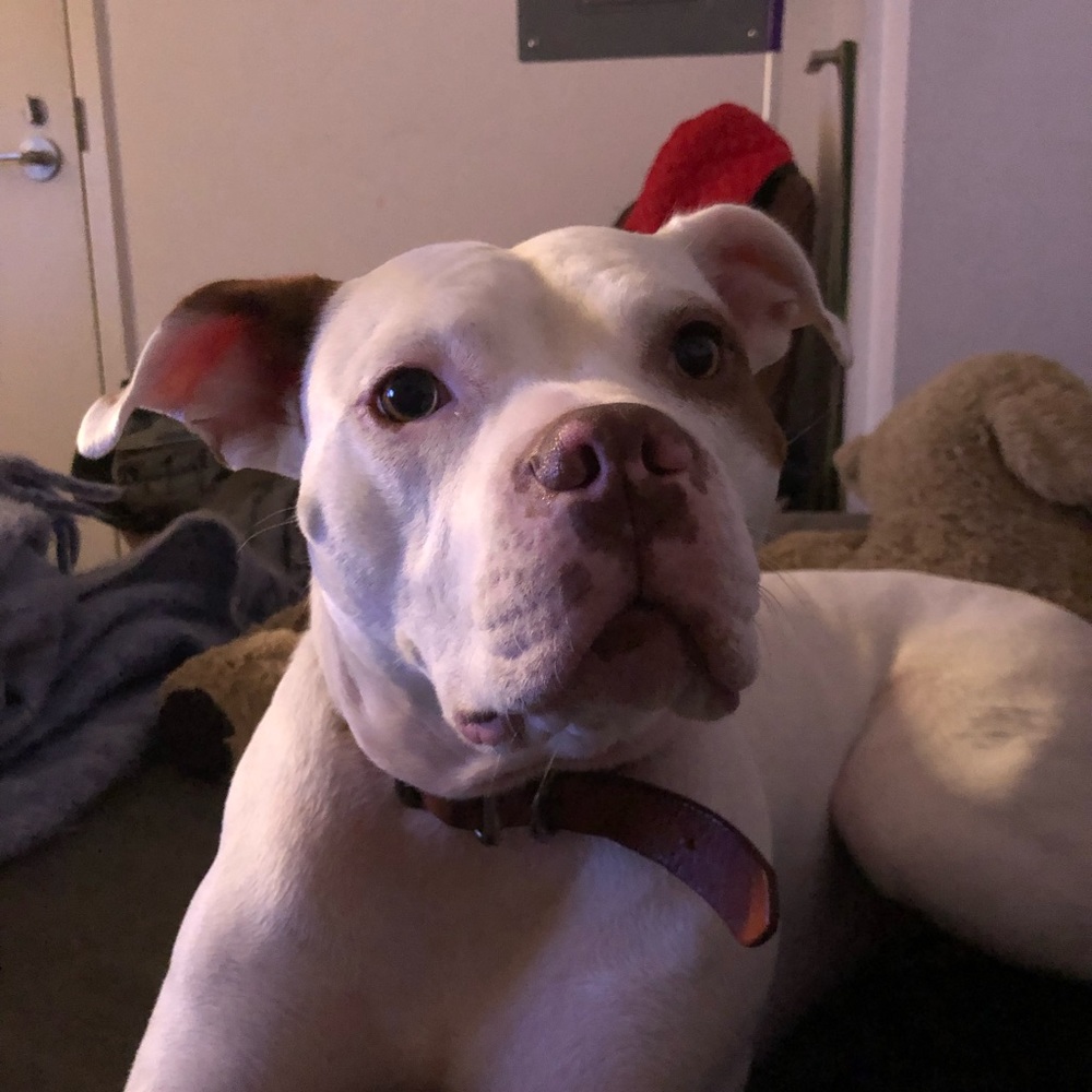 Meet your Posher, Saad